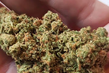 Jack Herer Strain - Image 6