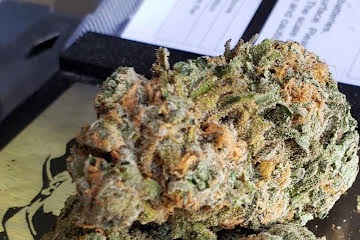 Blue Dream Strain U.A.E - Image 3