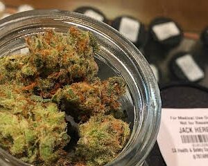 Jack Herer Strain
