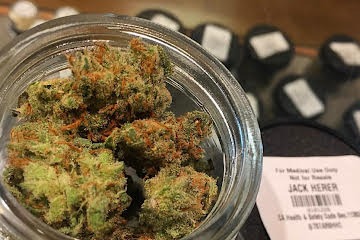 Jack Herer Strain