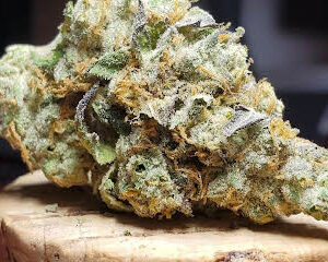GMO Cookies Strain U.A.E
