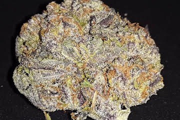 Blackberry kush Strain U.A.E