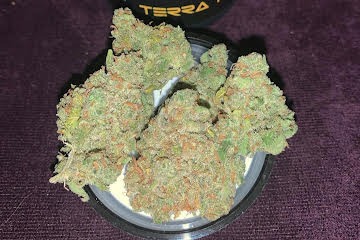 Jack Herer Strain - Image 4