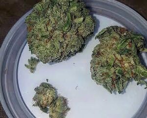 Gorilla Glue Strain U.A.E