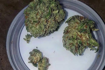 Gorilla Glue Strain U.A.E