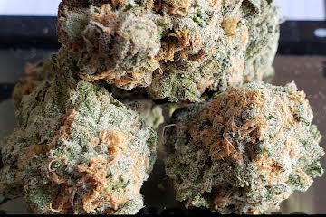 Blue Dream Strain U.A.E - Image 6