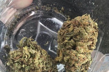 Jack Herer Strain - Image 3
