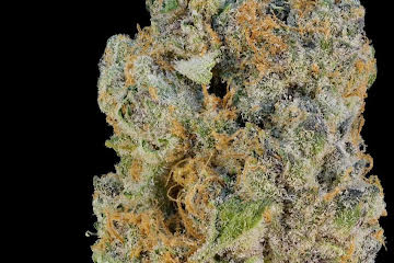 GMO Cookies Strain U.A.E - Image 5